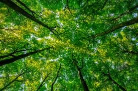 Shinrin yoku: L’antica arte del bagno di foresta - 18 giugno 2023